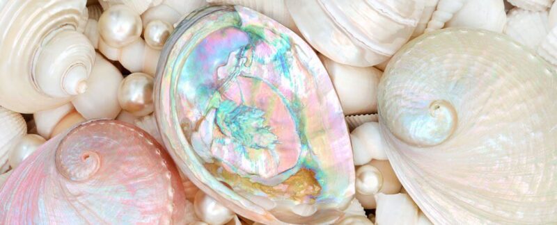Mother of Pearl Everything You Need to know
